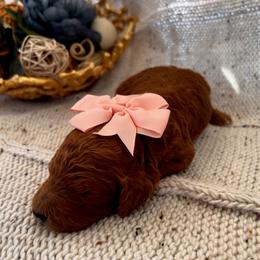 Poodle Puppies from CAStandardPoodles