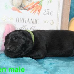 Green male - Black male German Shepherd puppy in Ann Arbor, Michigan from Von Der Havier German Shepherds