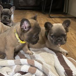 French Bulldog Puppies from Grand Star Bulldogs