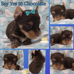 Boy 1 - Chocolate and tan male Yorkshire Terrier puppy in Gatesville, Texas from Schultz Yorkies byGrace