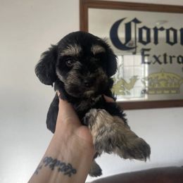 Girl 3 - Black and silver female Miniature Schnauzer puppy in Rocklin, California from Liv’s Schnauzers