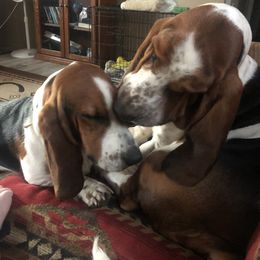 Basset Hound Puppies from Sage Acres