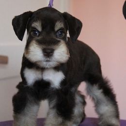 Girl 2 - Liver female Miniature Schnauzer puppy in Avondale, Arizona from Campos Schnauzers