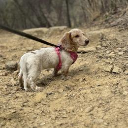Dachshund Puppies from Rafter D4 Ranch - Mini Dachshunds