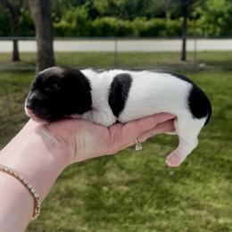 Suzie - Piebald female Dachshund puppy in Homestead, Florida from Florida Mini Dachshunds