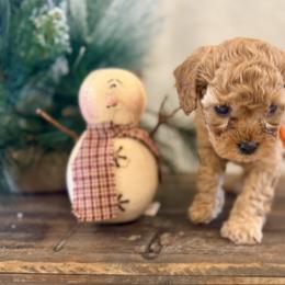 Donner - Red male Cavapoo puppy in Preston, Idaho from Shaffer Top Notch Puppies