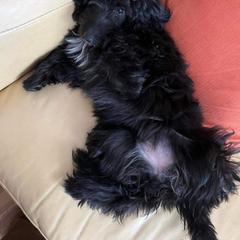 Bordoodle Puppies from Korbella Farm