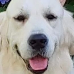 BLUE - Golden Retriever