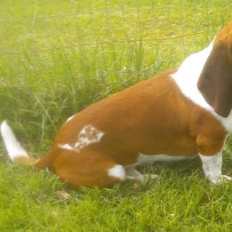 Murphy - Basset Hound