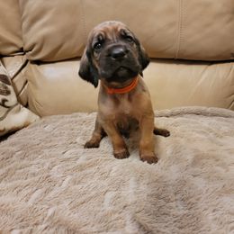 Memphis (Orange Boy) - Bloodhound puppy in Fletcher, North Carolina from Heritage Hounds