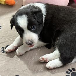 Border Collie Puppies from Roaring River Border Collies