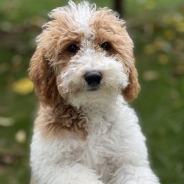 Daisy - Goldendoodle