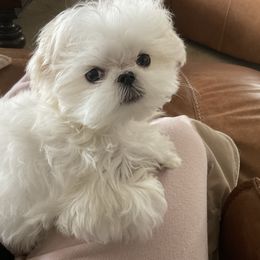 Maltese Puppies from A Maltese 4U