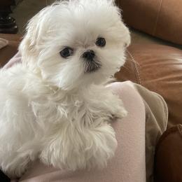 Maltese Puppies from A Maltese 4U