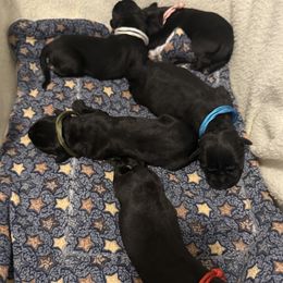 Cane Corso puppies from Sicuro Cane Corso LLC