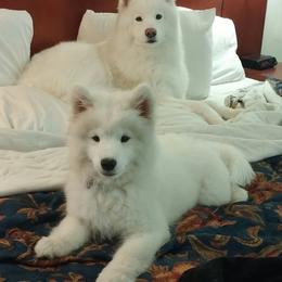 Samoyed Puppies from ArticCross Samoyeds