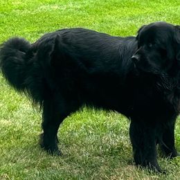 REMI - Newfoundland