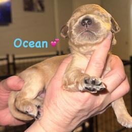 Ocean - Apricot female Goldendoodle puppy in Prosperity, Pennsylvania from Stelladoodles & Company