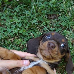 Dachshund Puppies from K&L Dachshund