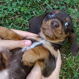 Dachshund Puppies from K&L Dachshund