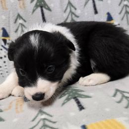 Girl - Black and white female Border Collie puppy in Pennsylvania from Winter Creek Border Collies