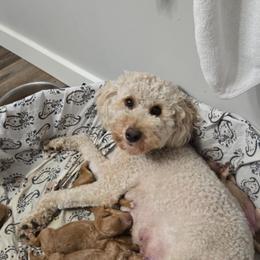 Brynn - Goldendoodle