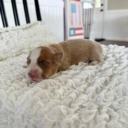 Sally - Fawn female Pembroke Welsh Corgi puppy in Payson, Utah from Spring Creek Aussies + Corgis
