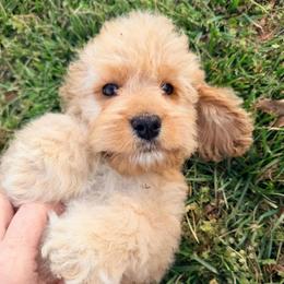 Everest with training - Red and white male Cockapoo puppy in Boonville, North Carolina from Doods & Dolls