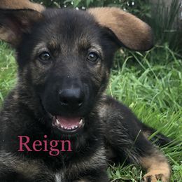 Girl 1 - German Shepherd puppy in Crown Point, Indiana from Nordwolfe