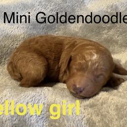 Yellow girl - Red  female Goldendoodle puppy in Vian, Oklahoma from Dog Days Doodles