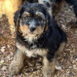 Girl 6 - Tri-color Bernedoodle puppy in Yatesville, Georgia from High Hopes Doodles