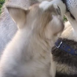 Siberian Huskies from Lyanna Harwood's Huskies