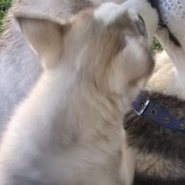Siberian Huskies from Lyanna Harwood's Huskies