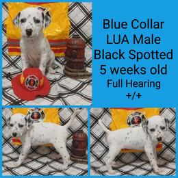 LUA BLACK SPOT BOY - White and black male Dalmatian puppy in Perry, Michigan from Mid-Michigan Dalmatians