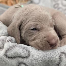 Callie - Silver gray female Weimaraner puppy in Evart, Michigan from Drehbar Weimaraners