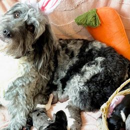 Golden Mountain Doodles from Deidre's Golden Mountain Doodles