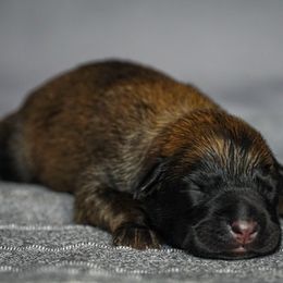 Belgian Malinois Puppies from Fromage Malinois