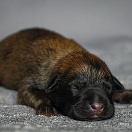Belgian Malinois Puppies from Fromage Malinois