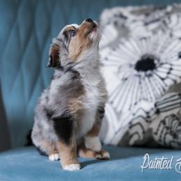 Australian Shepherd, Miniature American Shepherd, Miniature Australian Shepherd, and Toy Australian Shepherd Puppies from Painted Blue Aussies