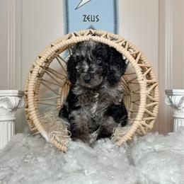 Zeus - Merle male Labradoodle puppy in Kingston, Georgia from CC Familydoodles