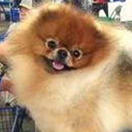 Pomeranians from Woodrose