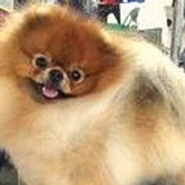 Pomeranians from Woodrose