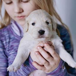 Girl (Reservation 2) - Golden female Golden Retriever puppy in Murfreesboro, Tennessee from ATW Retrievers