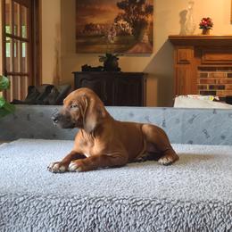 Rhodesian Ridgeback Puppies from Zenkosi Ridgebacks