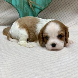 Australian Shepherd and Cavalier King Charles Spaniel Puppies from Spectacular Aussies and Cavaliers