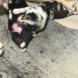 Orion - Blue merle male Australian Shepherd puppy in Friendswood, Texas from 3M Australian Sheperds