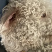 Assorted Doodle Crosses, Bernedoodles, Cavachons, Goldendoodles, and Spanish Water Dogs from PitterPatterPuppiesNJ