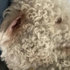 Assorted Doodle Crosses, Bernedoodles, Cavachons, Goldendoodles, and Spanish Water Dogs from PitterPatterPuppiesNJ