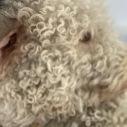 Assorted Doodle Crosses, Bernedoodles, Cavachons, Goldendoodles, and Spanish Water Dogs from PitterPatterPuppiesNJ