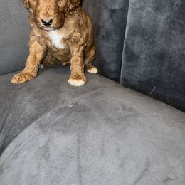 Goldendoodle and Poodle Puppies from Houstonwehavedoodles